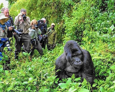 Experience the amazing Gorilla Trek of Rwanda